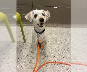 Mutt Dogs for adoption in Fort Collins, CO, USA