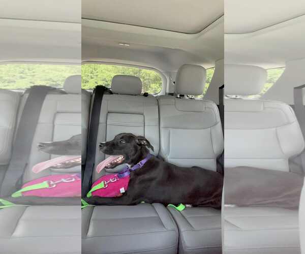 Medium Photo #4 Mutt Puppy For Sale in Shelburne, VT, USA