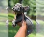 Small Photo #1 French Bulldog Puppy For Sale in HAMPTON, GA, USA