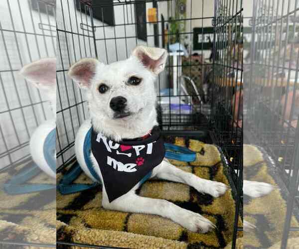 Medium Photo #2 American Eskimo Dog-Unknown Mix Puppy For Sale in Rosenberg, TX, USA