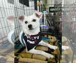 Small #1 American Eskimo Dog Mix
