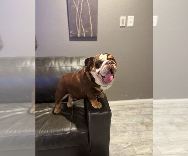 Medium Photo #4 Bulldog Puppy For Sale in RIVERSIDE, CA, USA