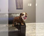 Small #3 Bulldog