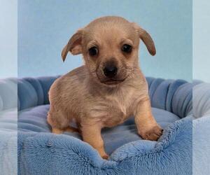 Chihuahua-Unknown Mix Dogs for adoption in San Diego, CA, USA