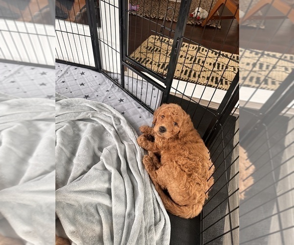 Medium Photo #12 Goldendoodle Puppy For Sale in SALEM, SC, USA