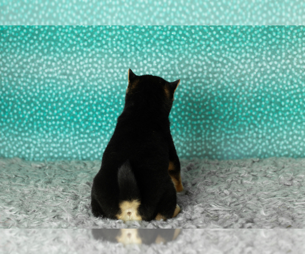 Medium Photo #11 Shiba Inu Puppy For Sale in MILLERSBURG, IN, USA