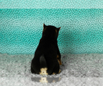 Small Photo #11 Shiba Inu Puppy For Sale in MILLERSBURG, IN, USA