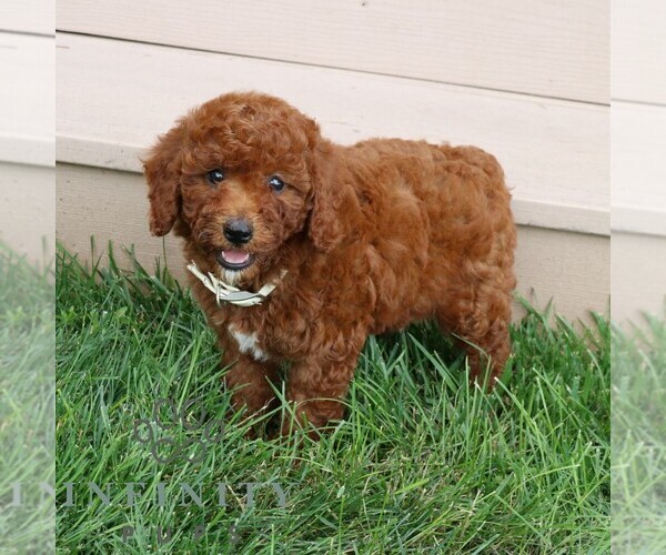 Medium Photo #5 Goldendoodle (Miniature) Puppy For Sale in GORDONVILLE, PA, USA