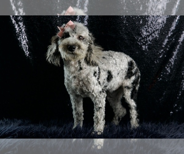 Medium Photo #45 Poodle (Miniature) Puppy For Sale in WARSAW, IN, USA