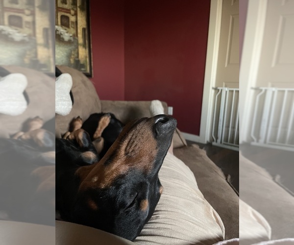 Medium Photo #1 Dachshund-Labrador Retriever Mix Puppy For Sale in MADRAS, OR, USA