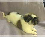 Small Photo #2 Pekingese Puppy For Sale in BROOKLYN, NY, USA