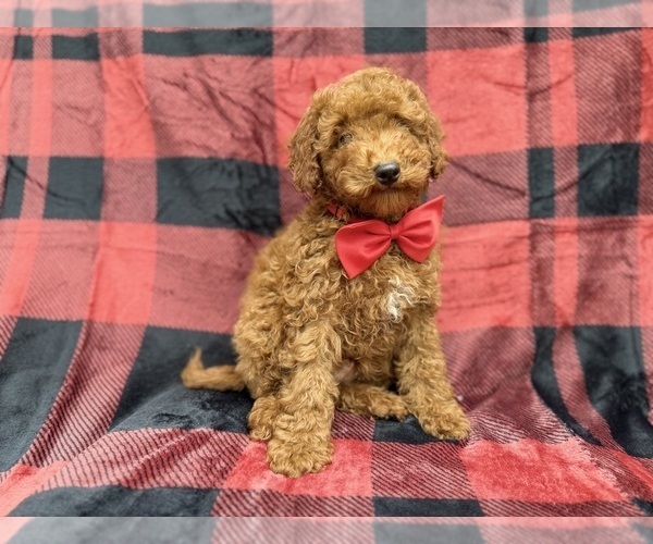 Medium Photo #6 Poodle (Miniature) Puppy For Sale in LAKELAND, FL, USA