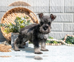 Small #1 Schnauzer (Miniature)