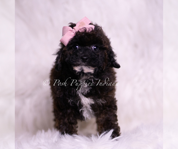 Medium Photo #5 Poodle (Toy) Puppy For Sale in WARSAW, IN, USA