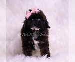 Small Photo #5 Poodle (Toy) Puppy For Sale in WARSAW, IN, USA