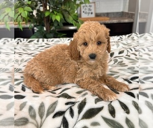 Goldendoodle (Miniature) Puppy for sale in INDIANAPOLIS, IN, USA