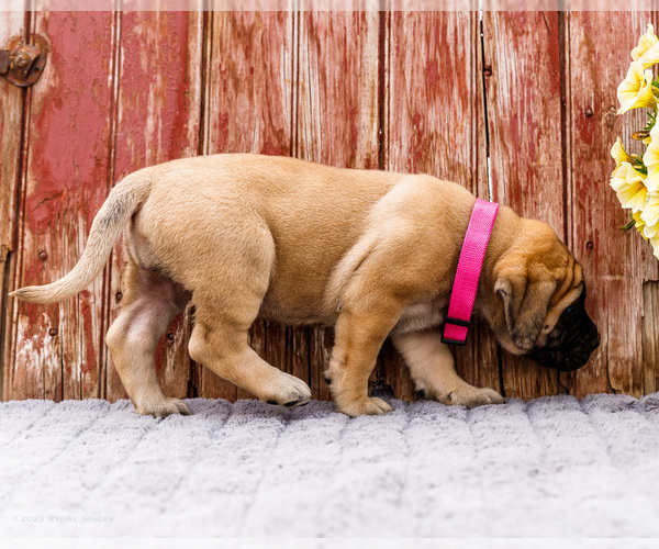 Medium Photo #38 Mastiff Puppy For Sale in WAKARUSA, IN, USA