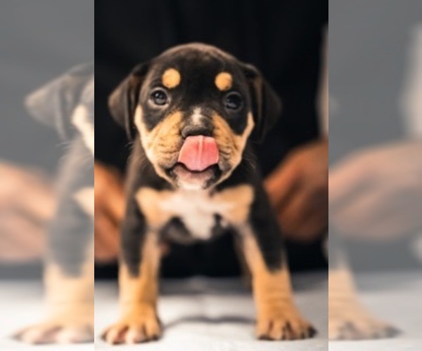 Medium Photo #10 American Bully Puppy For Sale in SMYRNA, GA, USA