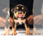 Small Photo #10 American Bully Puppy For Sale in SMYRNA, GA, USA