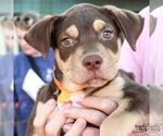 Small #1 Mutt