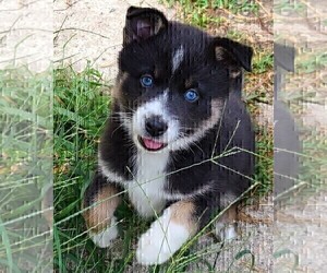 Pomsky Puppy for Sale in E WATERTOWN, Massachusetts USA