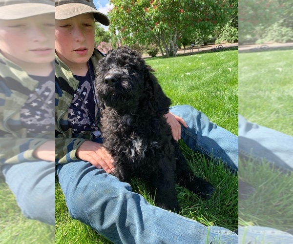 Medium Photo #4 Pyredoodle Puppy For Sale in PRESCOTT, WA, USA