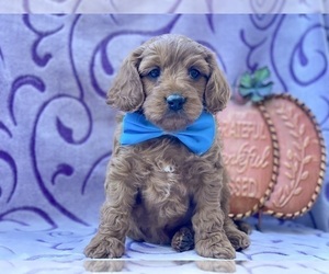 Cavapoo Puppy for sale in LANCASTER, PA, USA