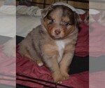 Small Photo #1 Miniature Australian Shepherd Puppy For Sale in BAILEYTON, AL, USA