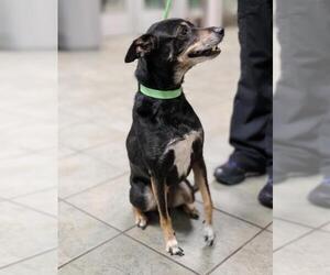 Chihuahua Dogs for adoption in San Antonio, TX, USA