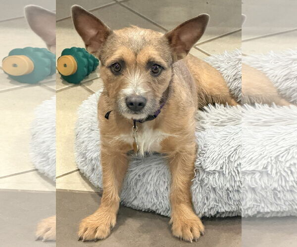 Medium Photo #1 Mutt Puppy For Sale in Sandy, UT, USA