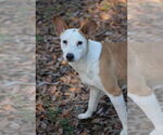 Small #3 Mutt