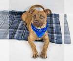 Small #6 Boxer-Pembroke Welsh Corgi Mix