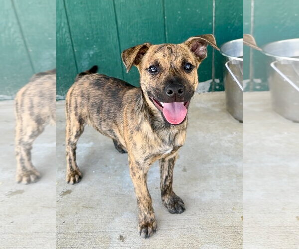 Medium Photo #1 Mutt Puppy For Sale in Green Forest, AR, USA