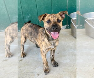 Mutt Dogs for adoption in Green Forest, AR, USA