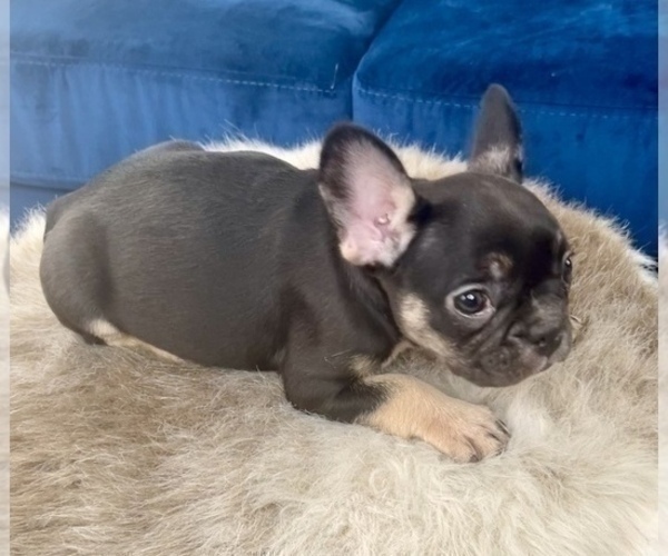 Medium Photo #1 French Bulldog Puppy For Sale in TAMPA, FL, USA