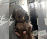 Small YorkiePoo