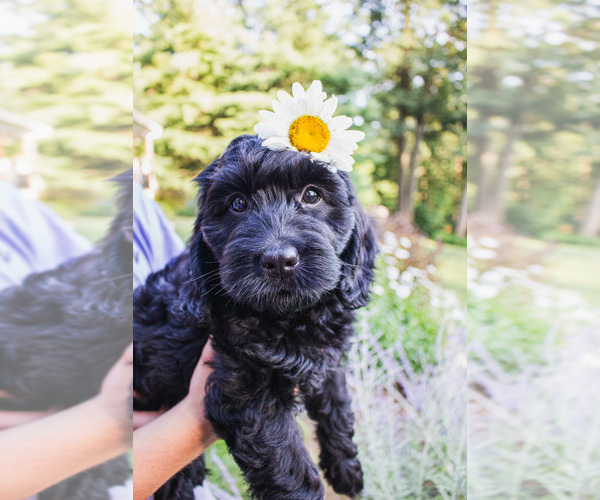Medium Photo #1 Bernedoodle (Miniature) Puppy For Sale in NARVON, PA, USA
