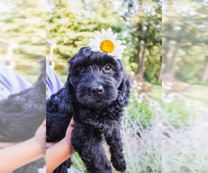 Bernedoodle (Miniature) Puppy for Sale in NARVON, Pennsylvania USA