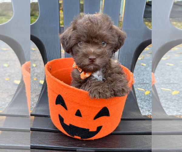 Medium Photo #1 Chihuahua-Unknown Mix Puppy For Sale in Rochester, NY, USA