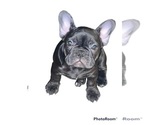 Small Photo #6 French Bulldog Puppy For Sale in FLINT, MI, USA