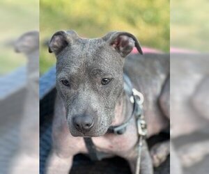 American Pit Bull Terrier-Unknown Mix Dogs for adoption in Plainfield, IL, USA