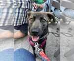 Small #15 Labrador Retriever Mix