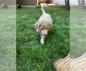 Goldendoodle Puppy for sale in PRINEVILLE, OR, USA