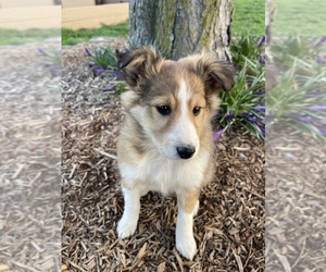 Shetland Sheepdog Puppy for sale in HONEY BROOK, PA, USA