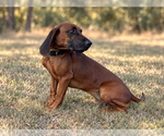 Small #3 Mutt