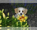 Small #2 Cavachon