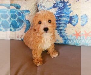 Poo-Ton Puppy for sale in ROCKFORD, MI, USA