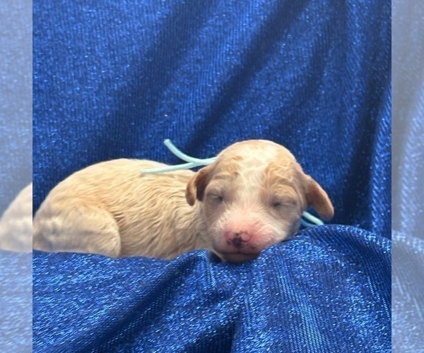 Medium Photo #1 Goldendoodle (Miniature) Puppy For Sale in SAINT MARYS, KS, USA