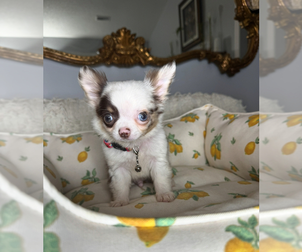 Medium Photo #12 Chihuahua Puppy For Sale in CHARLOTTE, NC, USA