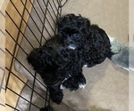 Small Photo #3 YorkiePoo Puppy For Sale in GLOUCESTER, VA, USA